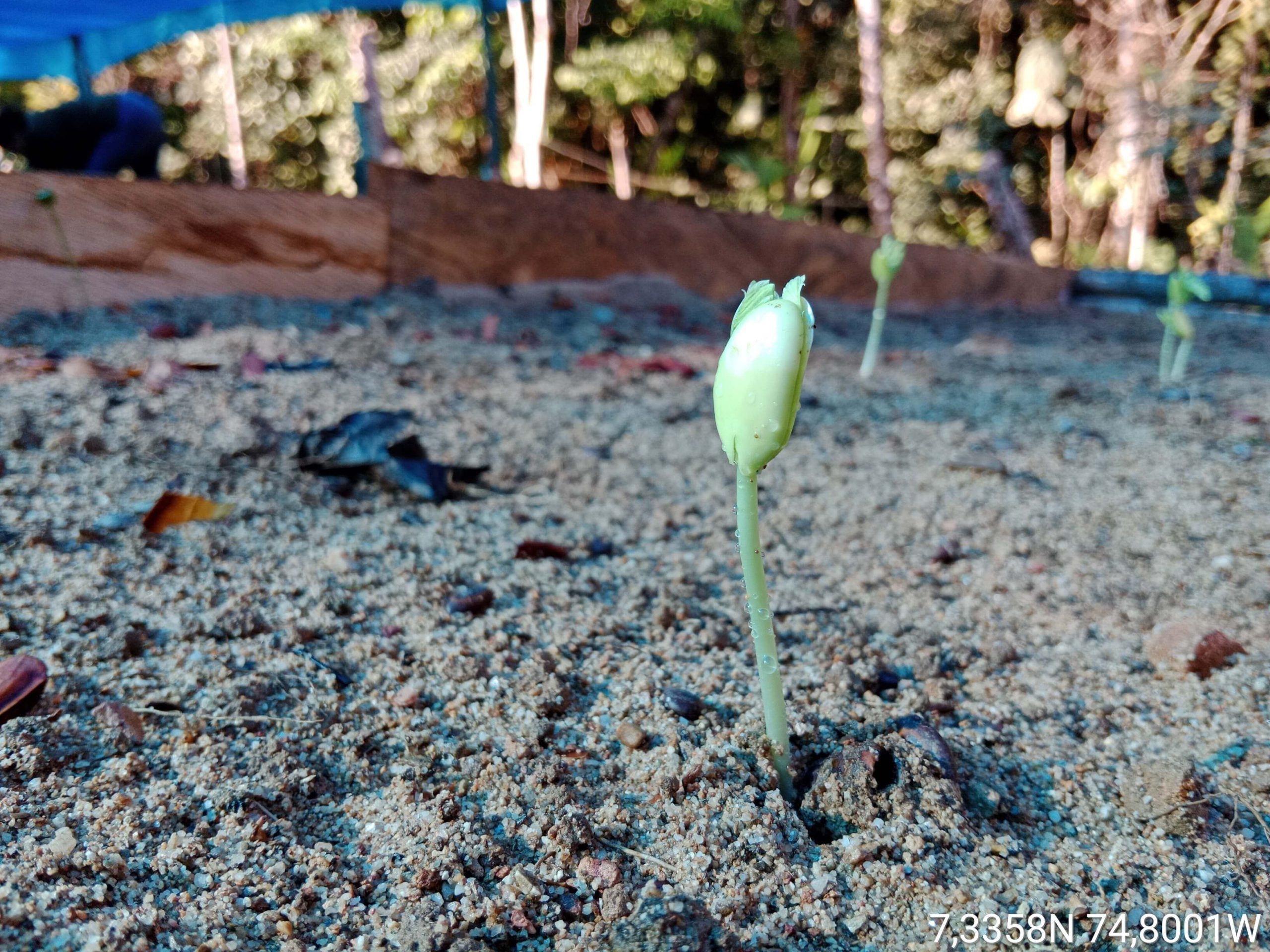 Vivero Resguardo Pablo de Muera